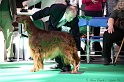 Crufts2011 555